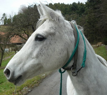 Ein feines Pferd