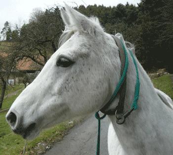 Furchterregendes Pferd Rache Bezugsbedingungen